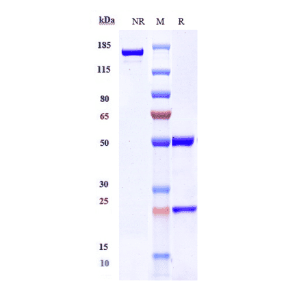 SDS-PAGE - Leronlimab Biosimilar - Anti-CCR5 Antibody - Low endotoxin, Azide free (A323539) - Antibodies.com