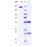SDS-PAGE - Leronlimab Biosimilar - Anti-CCR5 Antibody - Low endotoxin, Azide free (A323539) - Antibodies.com