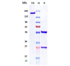 SDS-PAGE - Letaplimab Biosimilar - Anti-CD47 Antibody - Low endotoxin, Azide free (A323540) - Antibodies.com