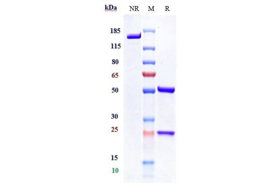 SDS-PAGE - Letaplimab Biosimilar - Anti-CD47 Antibody - Low endotoxin, Azide free (A323540) - Antibodies.com