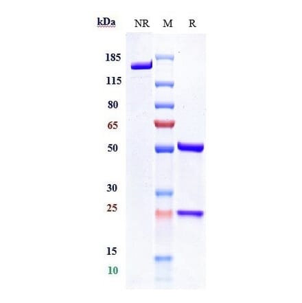 SDS-PAGE - Letaplimab Biosimilar - Anti-CD47 Antibody - Low endotoxin, Azide free (A323540) - Antibodies.com
