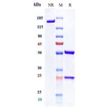 SDS-PAGE - Letaplimab Biosimilar - Anti-CD47 Antibody - Low endotoxin, Azide free (A323540) - Antibodies.com