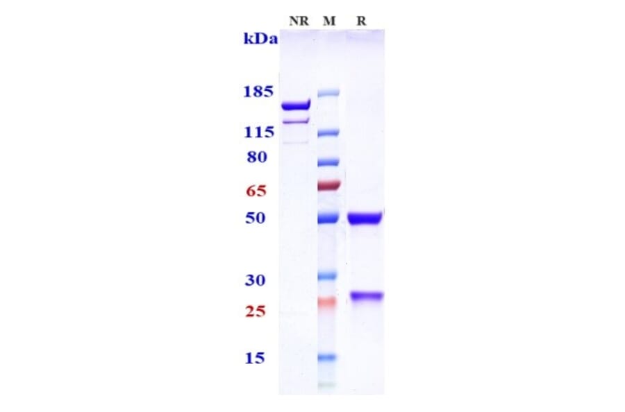 SDS-PAGE - Lexatumumab Biosimilar - Anti-DR5 Antibody - Low endotoxin, Azide free (A323542) - Antibodies.com