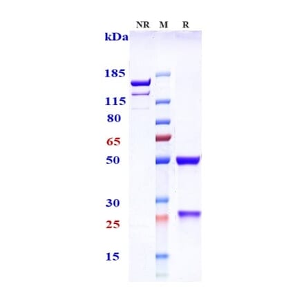SDS-PAGE - Lexatumumab Biosimilar - Anti-DR5 Antibody - Low endotoxin, Azide free (A323542) - Antibodies.com