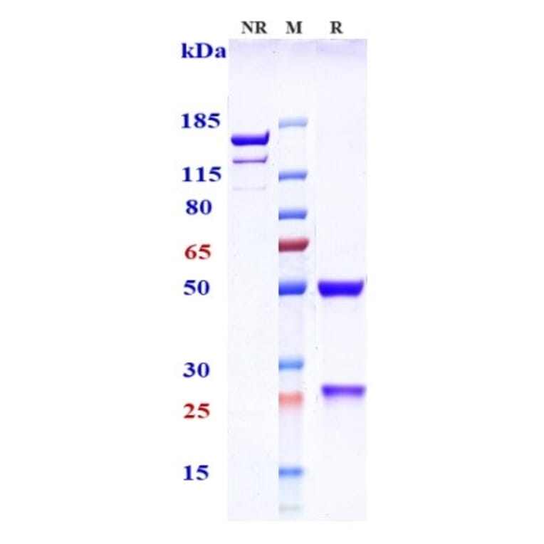 SDS-PAGE - Lexatumumab Biosimilar - Anti-DR5 Antibody - Low endotoxin, Azide free (A323542) - Antibodies.com