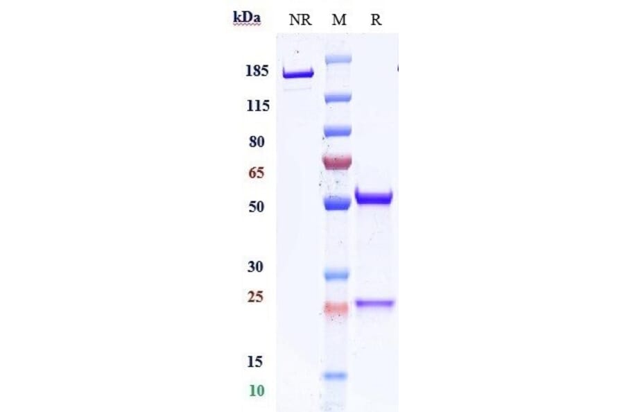 SDS-PAGE - Ligufalimab Biosimilar - Anti-CD47 Antibody - Low endotoxin, Azide free (A323546) - Antibodies.com