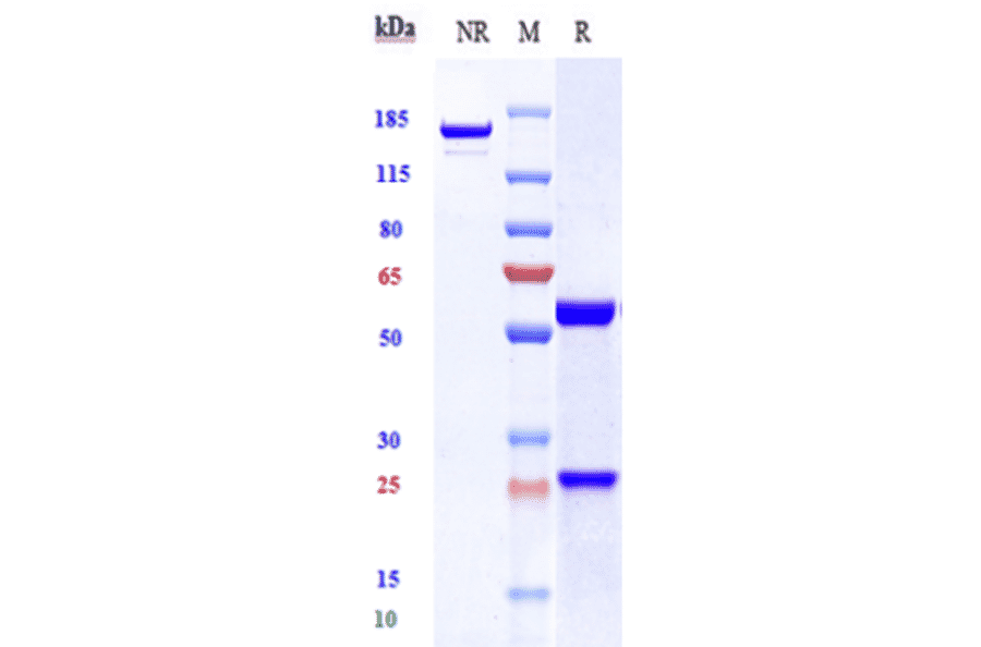SDS-PAGE - Lilotomab Biosimilar - Anti-CD37 Antibody - Low endotoxin, Azide free (A323547) - Antibodies.com