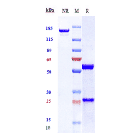 SDS-PAGE - Lilotomab Biosimilar - Anti-CD37 Antibody - Low endotoxin, Azide free (A323547) - Antibodies.com