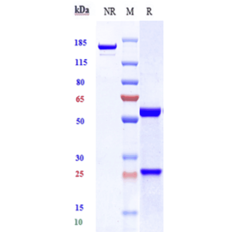 SDS-PAGE - Lilotomab Biosimilar - Anti-CD37 Antibody - Low endotoxin, Azide free (A323547) - Antibodies.com