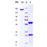 SDS-PAGE - Lilotomab Biosimilar - Anti-CD37 Antibody - Low endotoxin, Azide free (A323547) - Antibodies.com