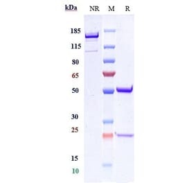 SDS-PAGE - Lintuzumab Biosimilar - Anti-CD33 Antibody - Low endotoxin, Azide free (A323548) - Antibodies.com