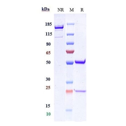 SDS-PAGE - Lintuzumab Biosimilar - Anti-CD33 Antibody - Low endotoxin, Azide free (A323548) - Antibodies.com