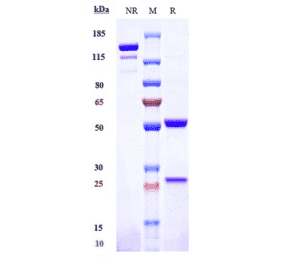 SDS-PAGE - Lintuzumab Biosimilar - Anti-CD33 Antibody - Low endotoxin, Azide free (A323549) - Antibodies.com