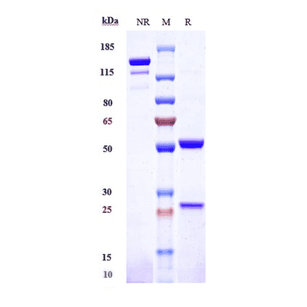 SDS-PAGE - Lintuzumab Biosimilar - Anti-CD33 Antibody - Low endotoxin, Azide free (A323549) - Antibodies.com