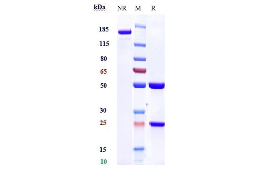 SDS-PAGE - Lirentelimab Biosimilar - Anti-SIGLEC8 Antibody - Low endotoxin, Azide free (A323550) - Antibodies.com