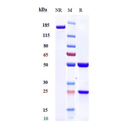 SDS-PAGE - Lirentelimab Biosimilar - Anti-SIGLEC8 Antibody - Low endotoxin, Azide free (A323550) - Antibodies.com