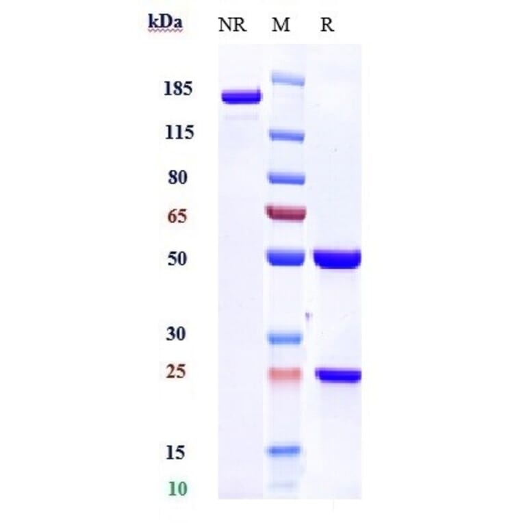 SDS-PAGE - Lirentelimab Biosimilar - Anti-SIGLEC8 Antibody - Low endotoxin, Azide free (A323550) - Antibodies.com