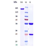 SDS-PAGE - Lirentelimab Biosimilar - Anti-SIGLEC8 Antibody - Low endotoxin, Azide free (A323550) - Antibodies.com