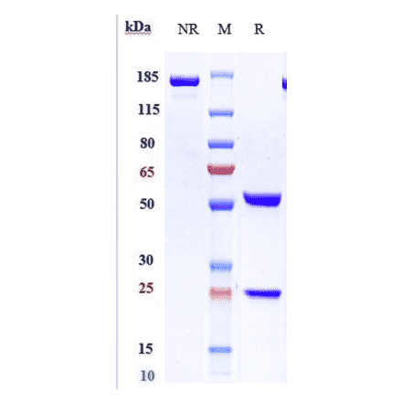 SDS-PAGE - Lirilumab Biosimilar - Anti-KIR3DL1 Antibody - Low endotoxin, Azide free (A323551) - Antibodies.com