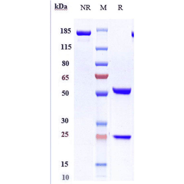 SDS-PAGE - Lirilumab Biosimilar - Anti-KIR3DL1 Antibody - Low endotoxin, Azide free (A323551) - Antibodies.com