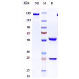 SDS-PAGE - Lirilumab Biosimilar - Anti-KIR3DL1 Antibody - Low endotoxin, Azide free (A323551) - Antibodies.com