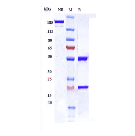 SDS-PAGE - Lodapolimab Biosimilar - Anti-PD-L1 Antibody - Low endotoxin, Azide free (A323552) - Antibodies.com