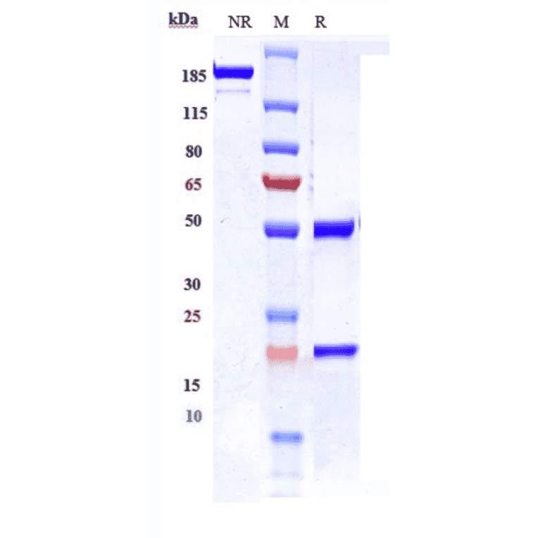 SDS-PAGE - Lodapolimab Biosimilar - Anti-PD-L1 Antibody - Low endotoxin, Azide free (A323552) - Antibodies.com