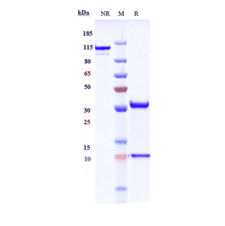 SDS-PAGE - Lodelcizumab Biosimilar - Anti-PCSK9 Antibody - Low endotoxin, Azide free (A323553) - Antibodies.com