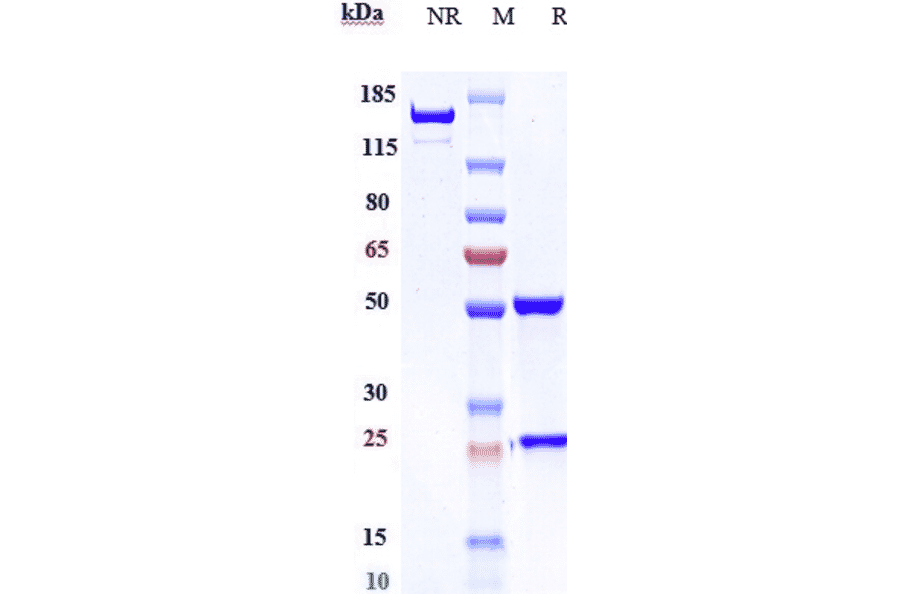 SDS-PAGE - Lorvotuzumab Biosimilar - Anti-NCAM1 Antibody - Low endotoxin, Azide free (A323559) - Antibodies.com