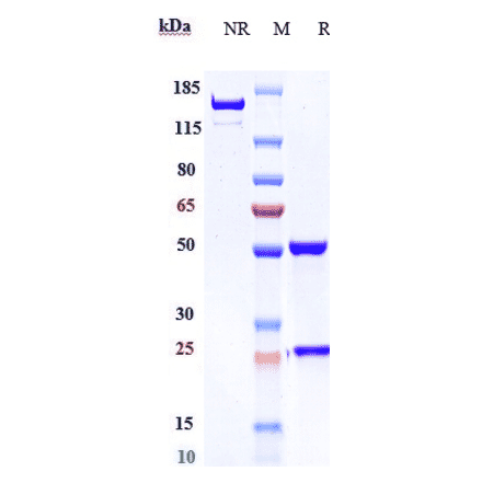 SDS-PAGE - Lorvotuzumab Biosimilar - Anti-NCAM1 Antibody - Low endotoxin, Azide free (A323559) - Antibodies.com