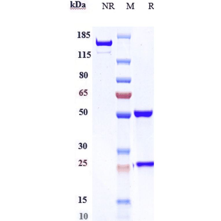 SDS-PAGE - Lorvotuzumab Biosimilar - Anti-NCAM1 Antibody - Low endotoxin, Azide free (A323559) - Antibodies.com