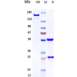 SDS-PAGE - Lorvotuzumab Biosimilar - Anti-NCAM1 Antibody - Low endotoxin, Azide free (A323559) - Antibodies.com