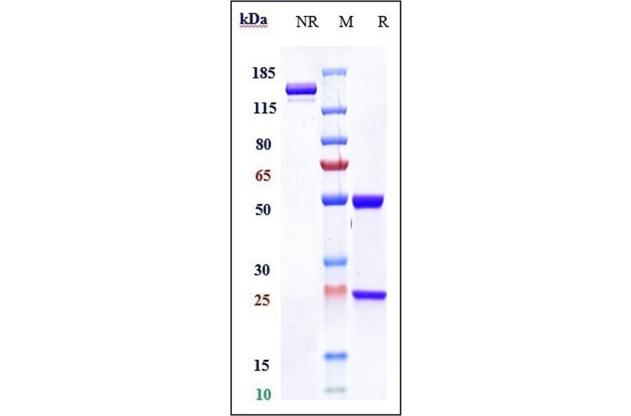 SDS-PAGE - Lucatumumab Biosimilar - Anti-CD40 Antibody - Low endotoxin, Azide free (A323561) - Antibodies.com