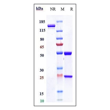 SDS-PAGE - Lucatumumab Biosimilar - Anti-CD40 Antibody - Low endotoxin, Azide free (A323561) - Antibodies.com