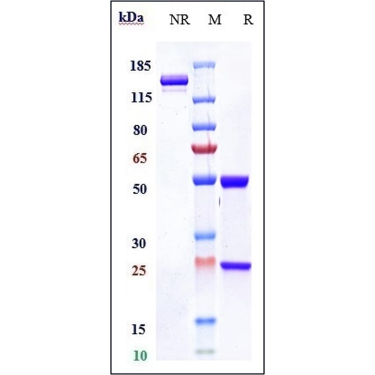 SDS-PAGE - Lucatumumab Biosimilar - Anti-CD40 Antibody - Low endotoxin, Azide free (A323561) - Antibodies.com
