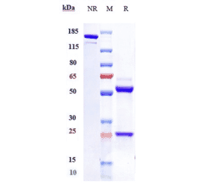SDS-PAGE - Lumiliximab Biosimilar - Anti-CD23 Antibody - Low endotoxin, Azide free (A323562) - Antibodies.com