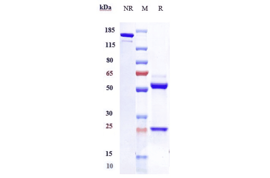 SDS-PAGE - Lumiliximab Biosimilar - Anti-CD23 Antibody - Low endotoxin, Azide free (A323562) - Antibodies.com