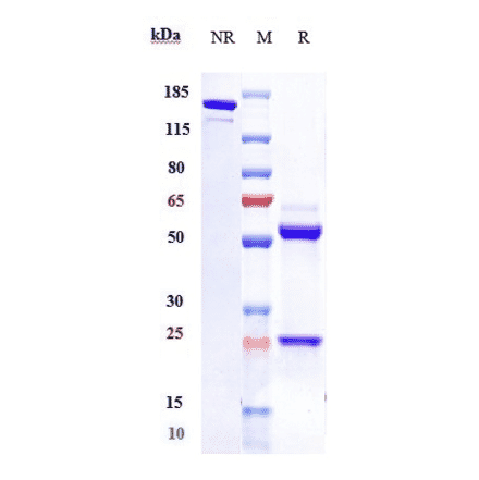 SDS-PAGE - Lumiliximab Biosimilar - Anti-CD23 Antibody - Low endotoxin, Azide free (A323562) - Antibodies.com