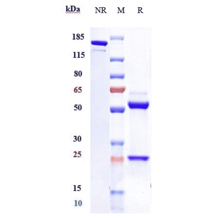 SDS-PAGE - Lumiliximab Biosimilar - Anti-CD23 Antibody - Low endotoxin, Azide free (A323562) - Antibodies.com