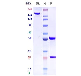 SDS-PAGE - Lusvertikimab Biosimilar - Anti-CD127 Antibody - Low endotoxin, Azide free (A323565) - Antibodies.com