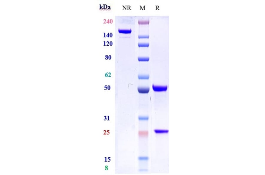 SDS-PAGE - Lusvertikimab Biosimilar - Anti-CD127 Antibody - Low endotoxin, Azide free (A323565) - Antibodies.com