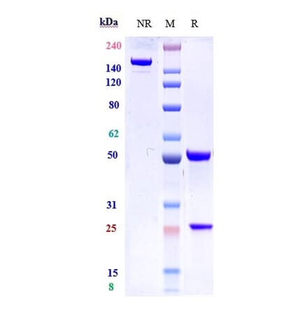 SDS-PAGE - Lusvertikimab Biosimilar - Anti-CD127 Antibody - Low endotoxin, Azide free (A323565) - Antibodies.com