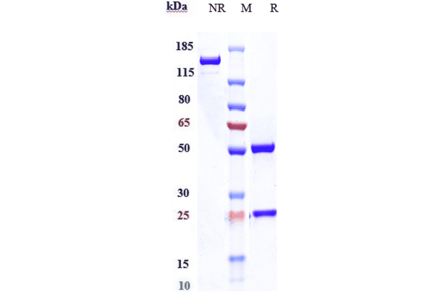 SDS-PAGE - Magrolimab Biosimilar - Anti-CD47 Antibody - Low endotoxin, Azide free (A323567) - Antibodies.com