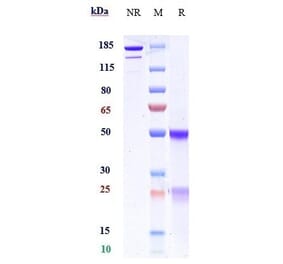 SDS-PAGE - Manelimab Biosimilar - Anti-PD-L1 Antibody - Low endotoxin, Azide free (A323568) - Antibodies.com