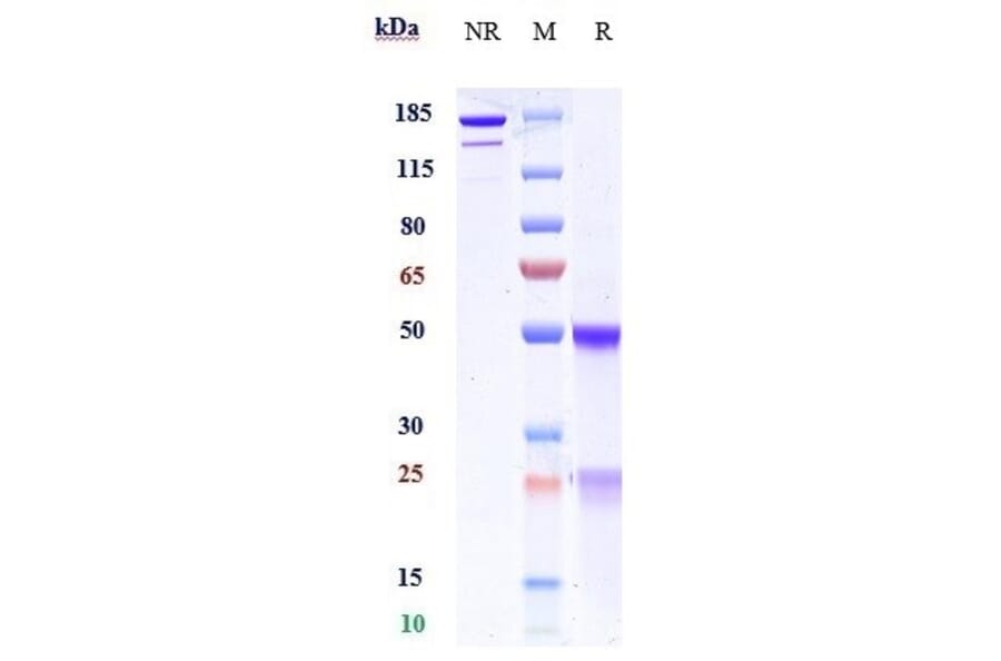 SDS-PAGE - Manelimab Biosimilar - Anti-PD-L1 Antibody - Low endotoxin, Azide free (A323568) - Antibodies.com