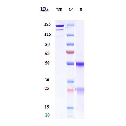 SDS-PAGE - Manelimab Biosimilar - Anti-PD-L1 Antibody - Low endotoxin, Azide free (A323568) - Antibodies.com