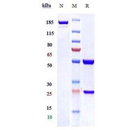 SDS-PAGE - Mapatumumab Biosimilar - Anti-DR4 Antibody - Low endotoxin, Azide free (A323569) - Antibodies.com