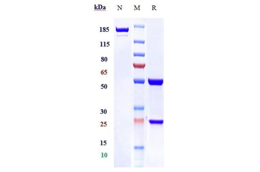 SDS-PAGE - Mapatumumab Biosimilar - Anti-DR4 Antibody - Low endotoxin, Azide free (A323569) - Antibodies.com