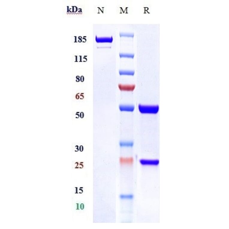 SDS-PAGE - Mapatumumab Biosimilar - Anti-DR4 Antibody - Low endotoxin, Azide free (A323569) - Antibodies.com