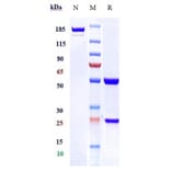 SDS-PAGE - Mapatumumab Biosimilar - Anti-DR4 Antibody - Low endotoxin, Azide free (A323569) - Antibodies.com